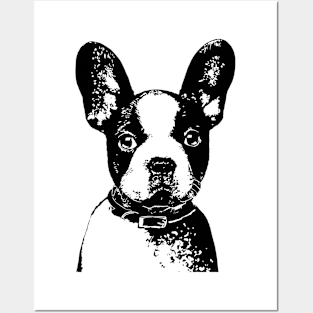 Boston Terrier Pen and Ink Art Posters and Art